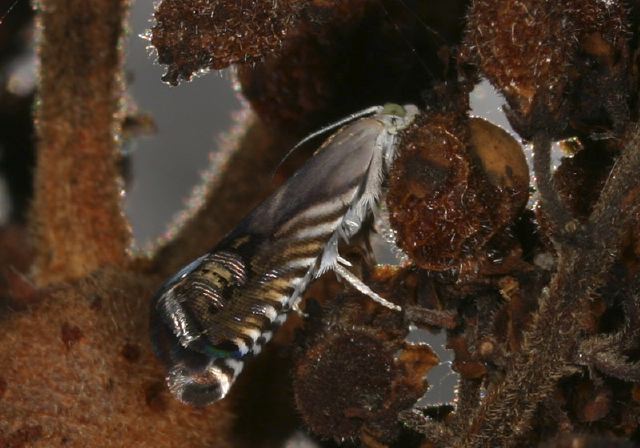 Grapholita eclipsana Tortricidae