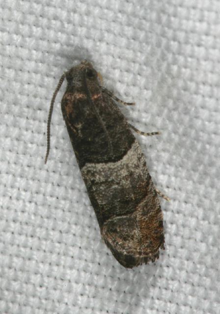 Larisa subsolana Tortricidae