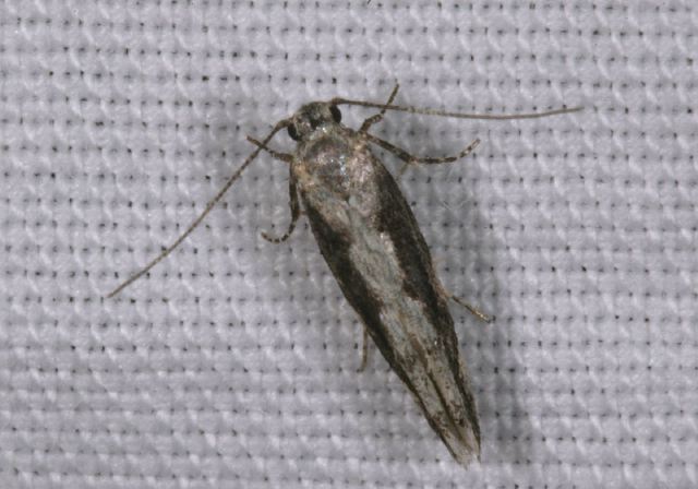 Epinotia sp. Tortricidae