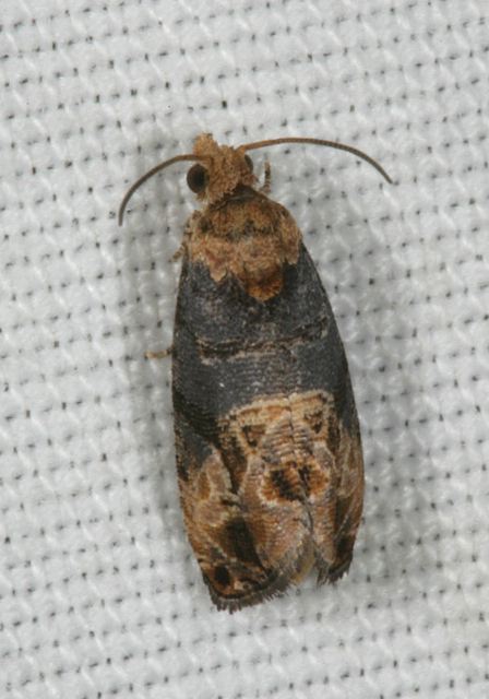 Endopiza liriodendrana Tortricidae