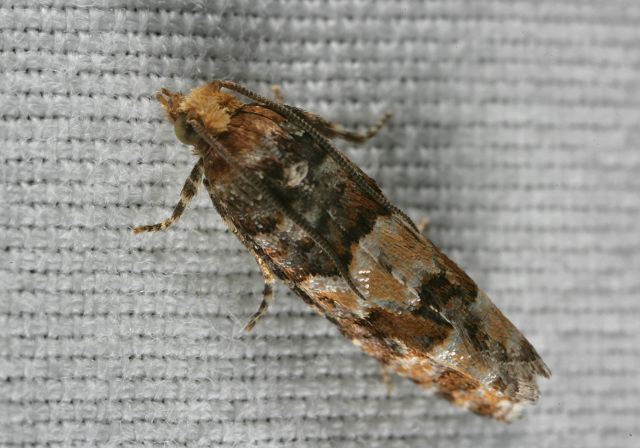 Eucosma tocullionana Tortricidae