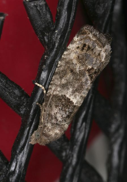 Spilonota ocellana Tortricidae