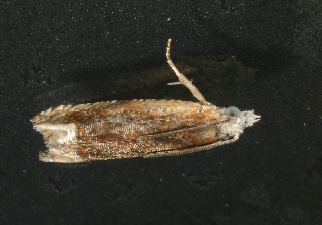 Phaneta raracana Tortricidae