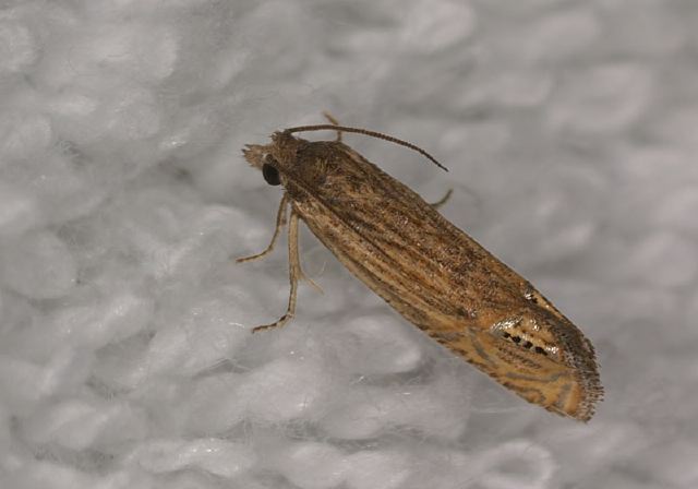 Phaneta autumnana Tortricidae