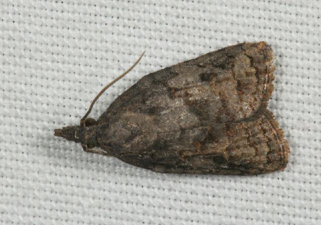 Platynota idaeusalis Tortricidae