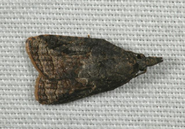 Platynota idaeusalis Tortricidae