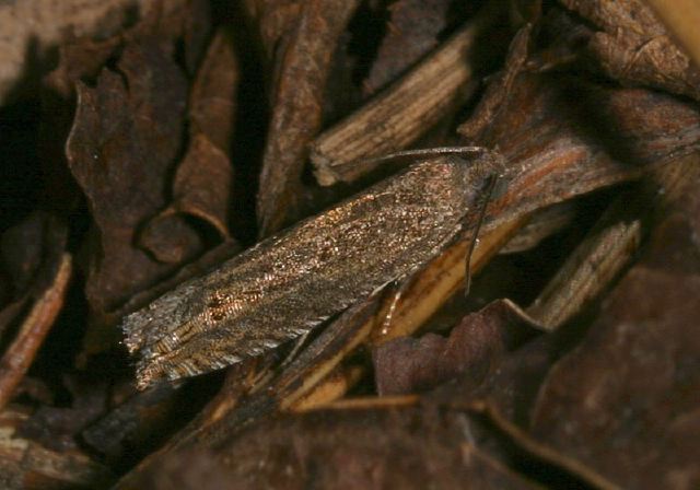 Pseudexentera cressoniana Tortricidae