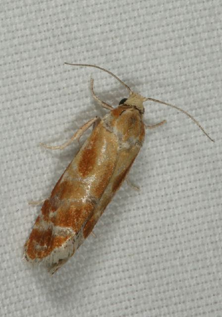 Rhyacionia buoliana Tortricidae