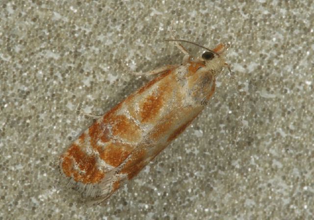 Rhyacionia buoliana Tortricidae