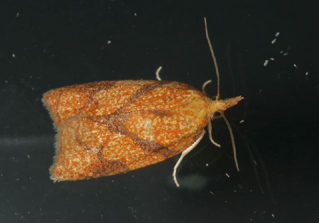 Sparganothis reticulatana Tortricidae