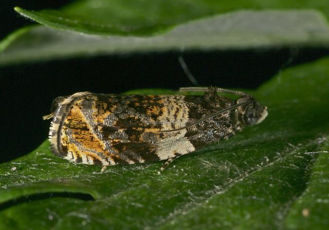 Orthotaenia undulana Tortricidae