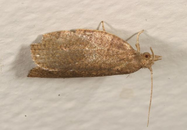 Choristoneura sp. Tortricidae