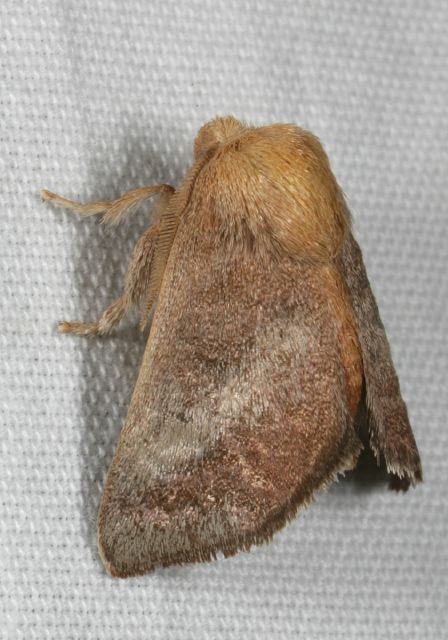 Isa textula Limacodidae