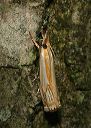 crambus_agitatellus549