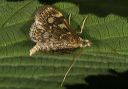 herpetogramma_thestialis460