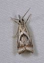 microcrambus_elegans0888