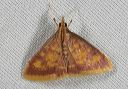 pyrausta_acrionalis_0214