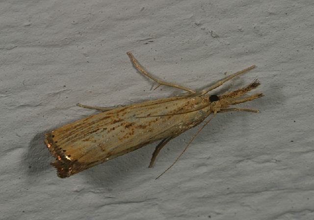 Agriphila ruricolella Crambidae