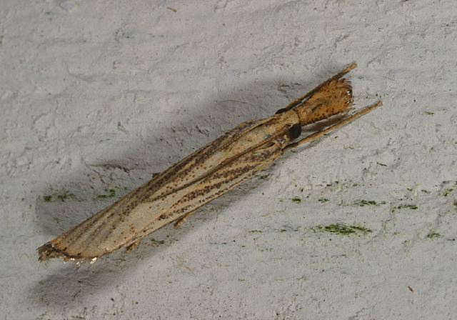 Agriphila vulgivagella Crambidae