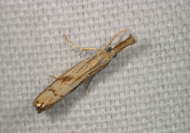 Agriphila ruricolella Crambidae