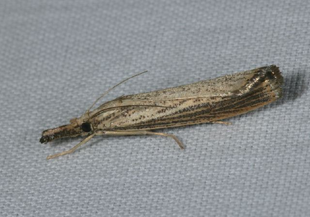 Agriphila vulgivagella Crambidae