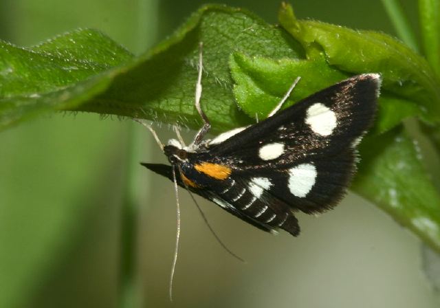 Anania funebris glomeralis Crambidae