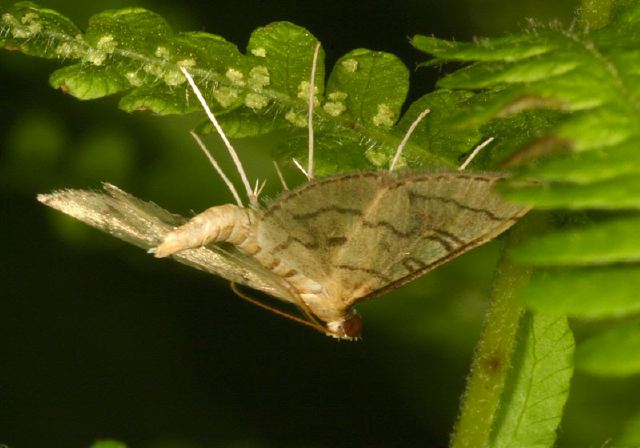 Blepharomastix ranalis Crambidae