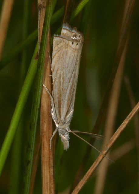 Chrysoteucha topiaria Crambidae