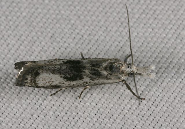 Microcrambus minor Crambidae