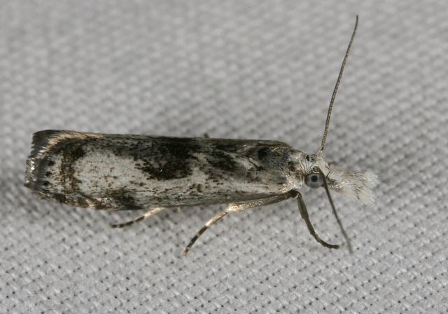 Microcrambus minor Crambidae