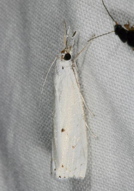 Microcrambus biguttellus Crambidae