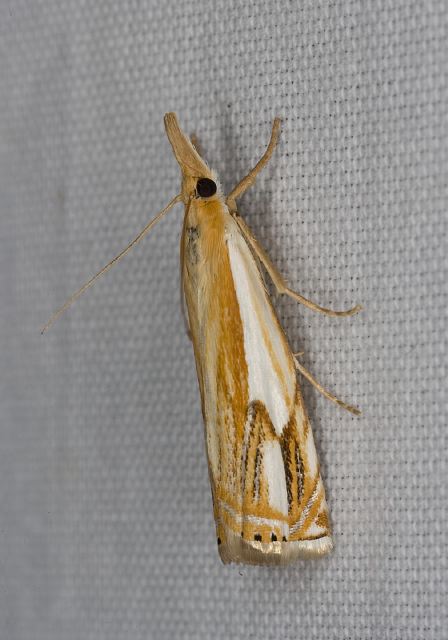 Crambus agitatellus Crambidae