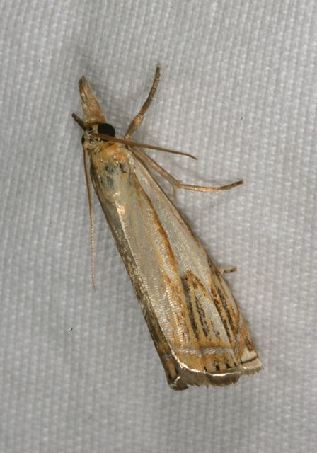 Crambus agitatellus Crambidae