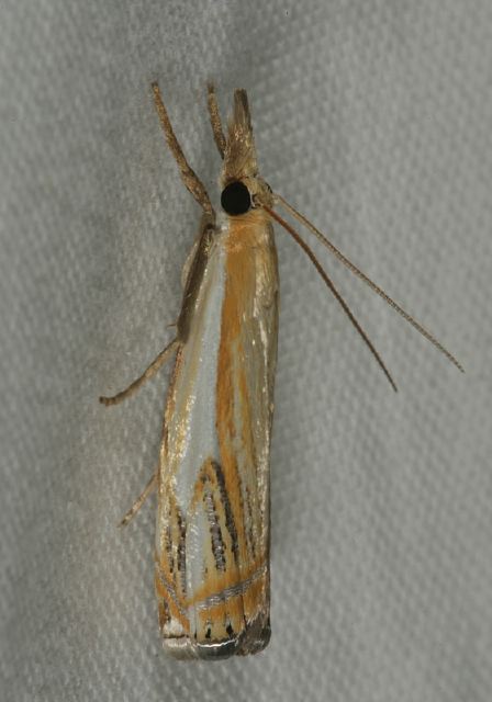 Crambus agitatellus Crambidae