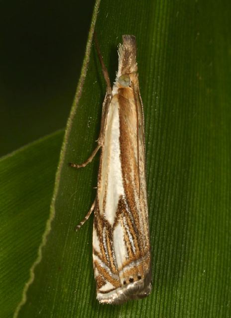 Crambus agitatellus Crambidae