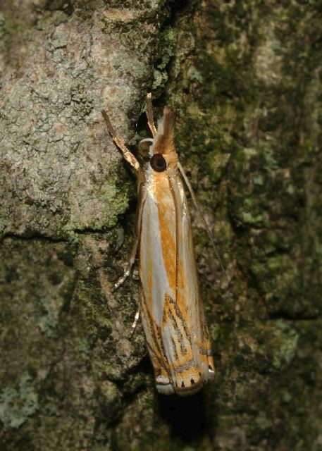 Crambus agitatellus Crambidae