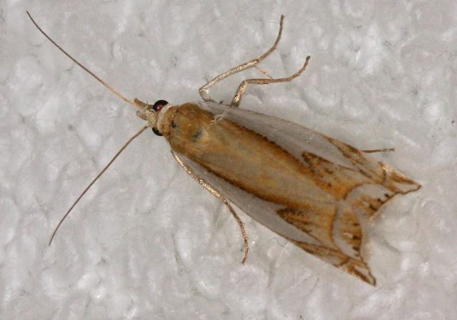 Crambus bidens Crambidae