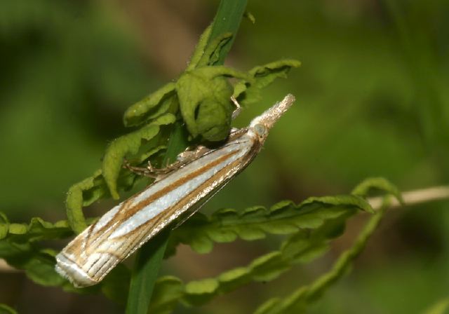 Crambus laqueatellus Crambidae