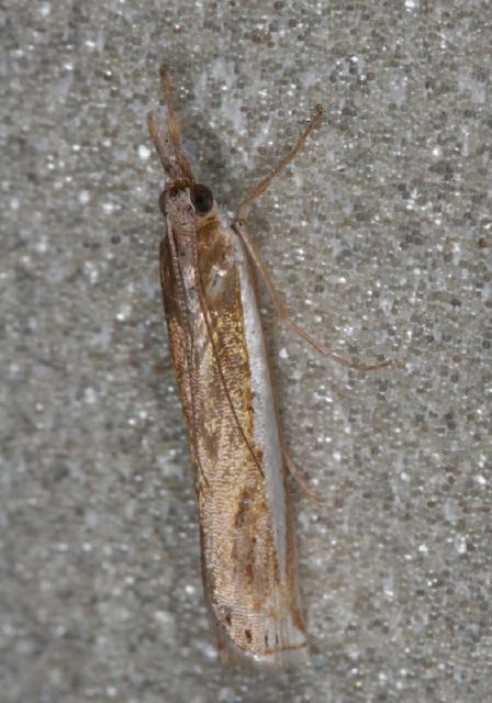 Crambus praefectellus Crambidae