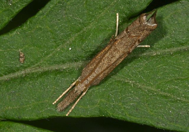 Crambus sp. Crambidae