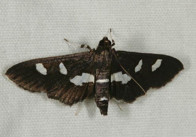 Desmia funeralis Crambidae