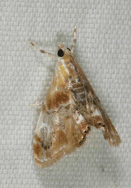 Dicymolomia julianalis Crambidae