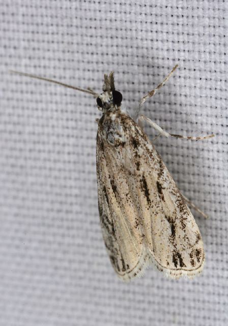 Eudonia strigalis Crambidae