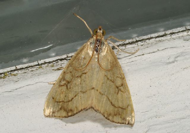 Evergestis pallidata Crambidae