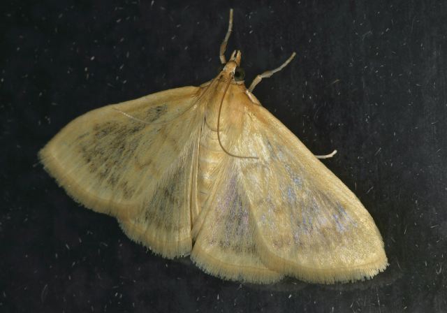 Hahncappsia neobliteralis? Crambidae