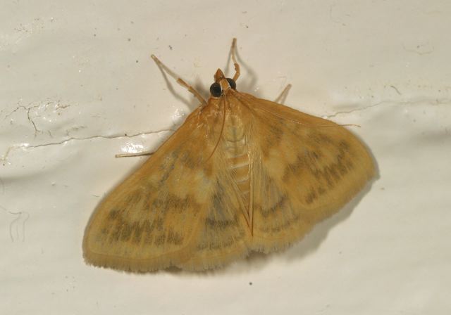 Hahncappsia neobliteralis? Crambidae