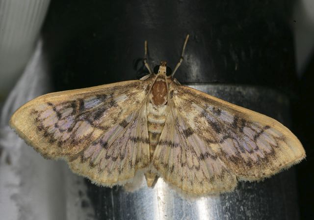 Herpetogramma thestialis? Crambidae