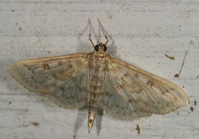 Herpetogramma thestialis? Crambidae