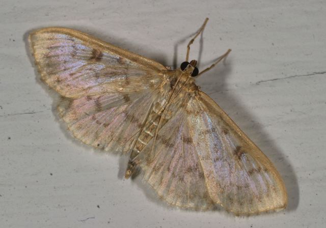 Herpetogramma thestialis? Crambidae