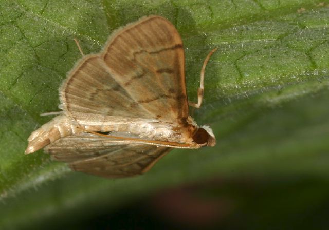 Herpetogramma aeglealis? Crambidae